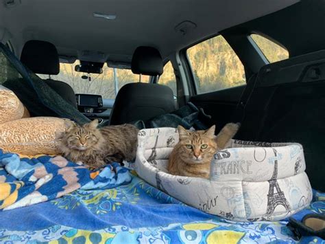 driving across country with cats.